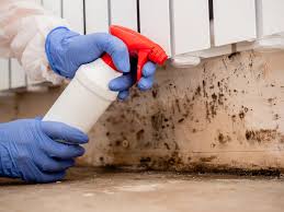 Best Mold Odor Removal Services  in Little Falls, NY